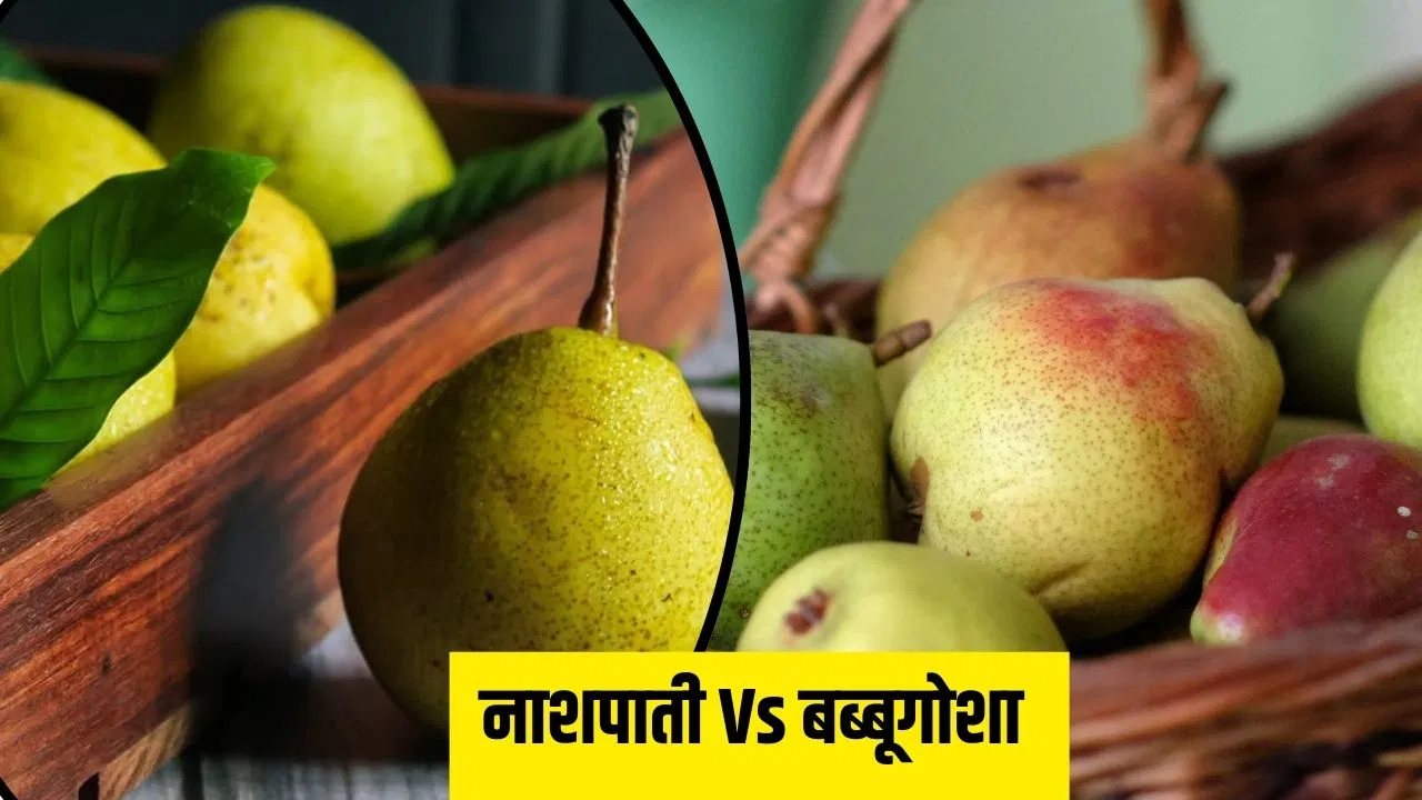 एक जैसे दिखने वाले नाशपाती और बब्बूगोशा में क्या-क्या है फर्क, न्यूट्रिशनल वैल्यू भी जानें