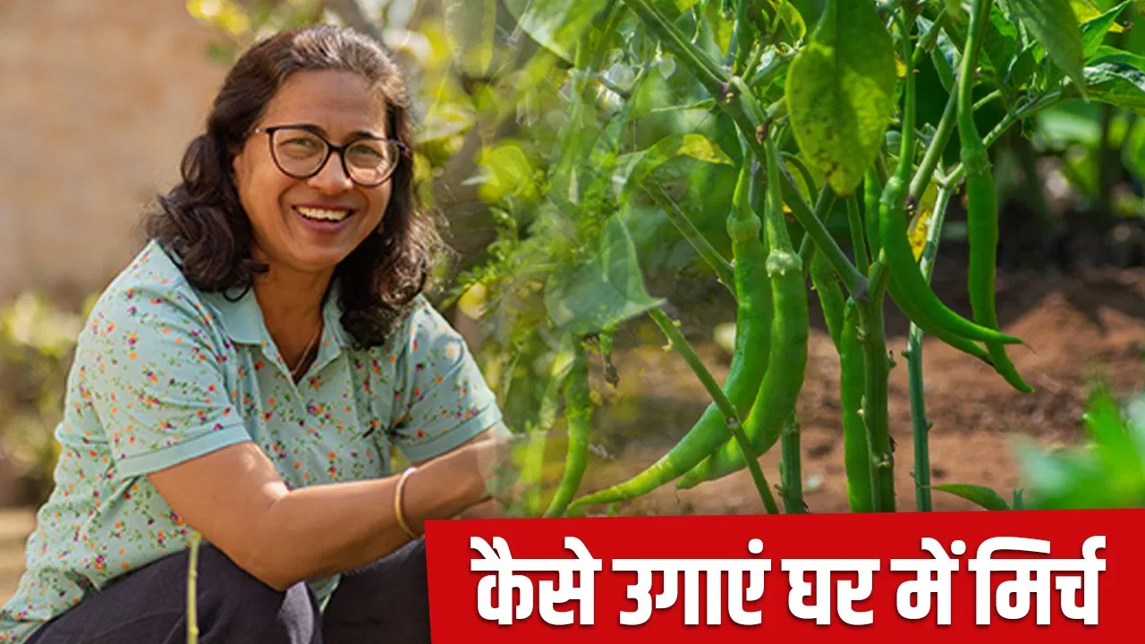 Grow Green Chilli at home: सही मौसम, ऐसी मिट्टी… मिर्च से भर जाएगा गमला, जानें उगाने के आसान तरीके