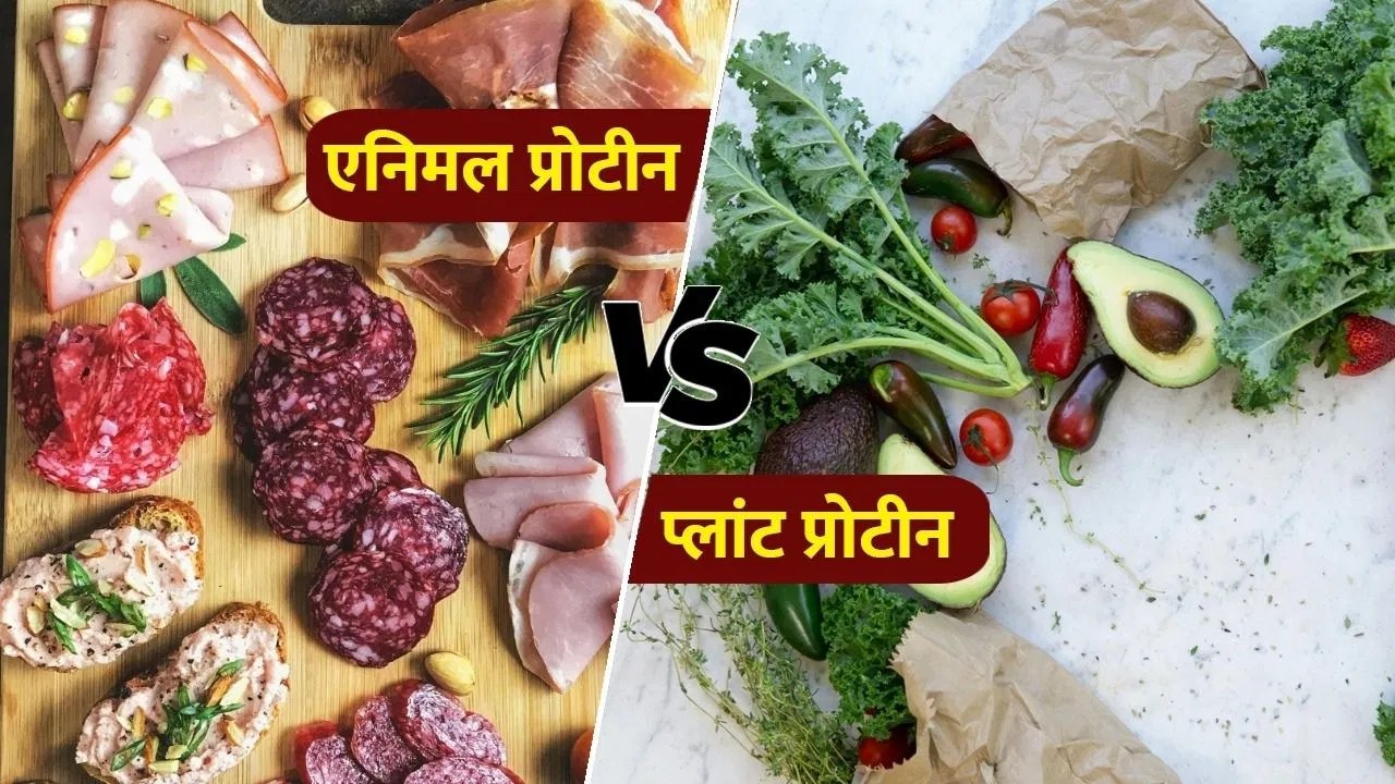 प्लांट या एनिमल, प्रोटीन का कौन सा सोर्स है ज्यादा बेहतर? एक्सपर्ट से जानें